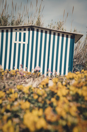 A vertical shot of a white and blue striped house in the middle of a forestの写真素材