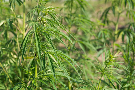 A closeup shot of a cannabis plant in a field during the dayの写真素材