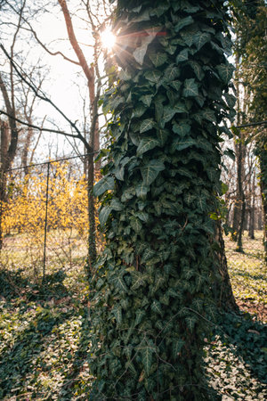 A closeup of a tree trunk covered with evergreen vinesの写真素材