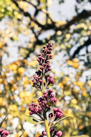 A vertical shot of beautiful purple Lilac flower buds in the garden on a sunny dayの写真素材