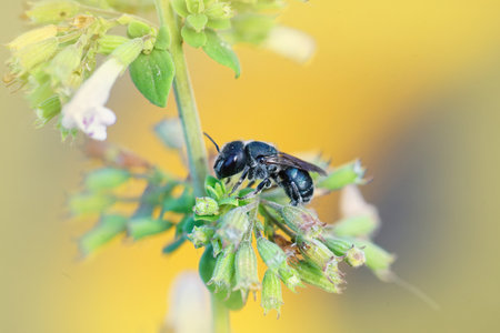 A close-up shot of a small dark Osmia caerulescens bee on a beautiful flower in Gard, France