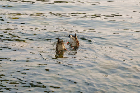 A group of ducks with their heads in the waterの写真素材