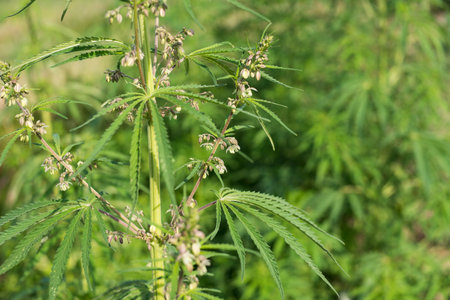 A selective focus shot of a Marijuana plant in a garden