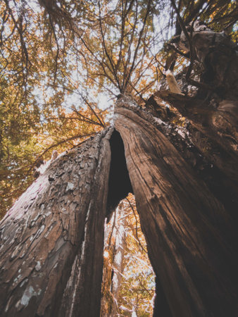 A vertical low angle shot of an old tree trunk split into two piecesの写真素材