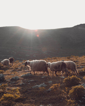 A herd of sheep grazing on the mountains with a shining sunの写真素材