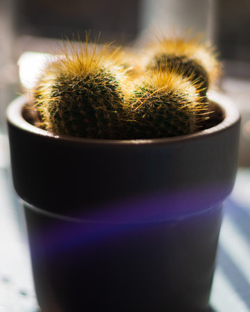 A potted cactus at sunlightの写真素材