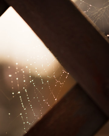 A closeup of a spiderweb covered in dewdropsの写真素材