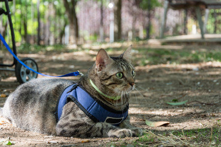 A shot of a European shorthair cat in a blue cat harness lying on the groundの写真素材