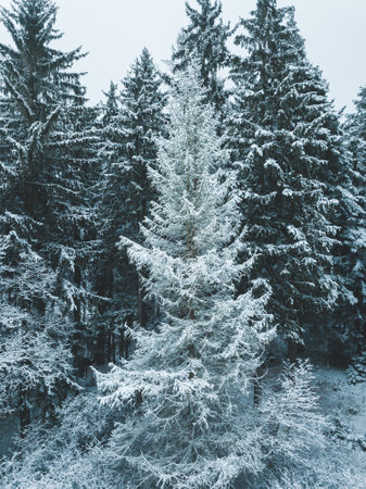 Aerial of a snowy forest in winter.