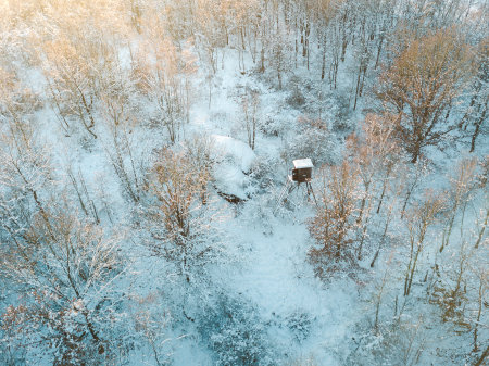 Golden sunset light with a snowy forest.の写真素材