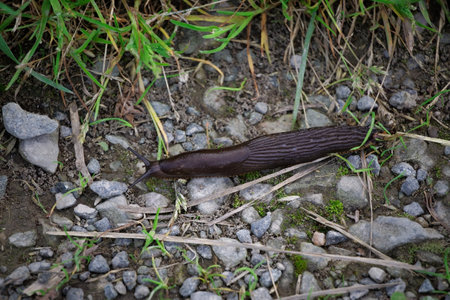 High angle view of large black slug (Arion ater) in it's natural environment. Invasive round back slugs. Garden pests.の写真素材