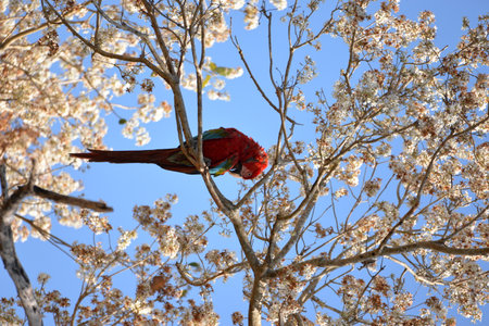 A vertical shot of a scarlet macaw perched on a blossoming tree in a field