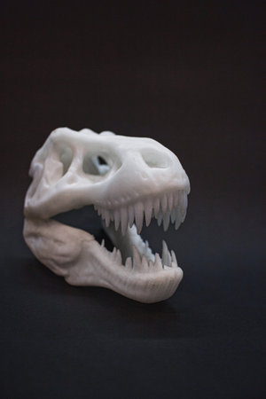 A vertical shot of a dinosaur skull isolated on black background