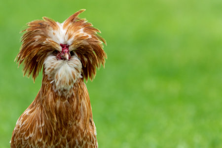 A closeup shot of a Padovana chicken in a green farmlandの写真素材