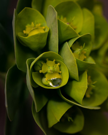 Green spurges grown in the gardenの写真素材