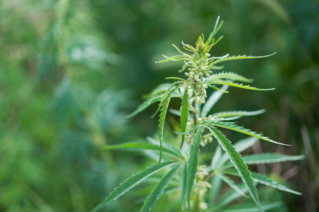 A shallow focus shot of a Marijuana plant in a gardenの写真素材