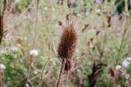 A closeup shot of dry common teasel in a garden