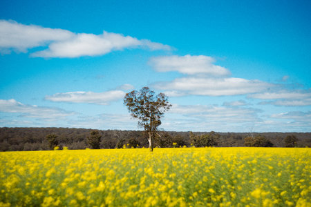 A landscape of yellow flowers field in the sunny morning