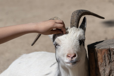 A billy goat is stroked on the head by a child's hand and closes its eyes with pleasure.の写真素材
