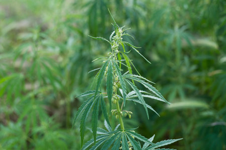 A closeup shot of a cannabis plant in a field during the dayの写真素材