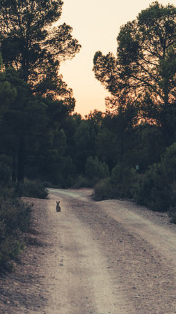 A vertical shot of a trees path and a little rabbit at sunset in the eveningの写真素材