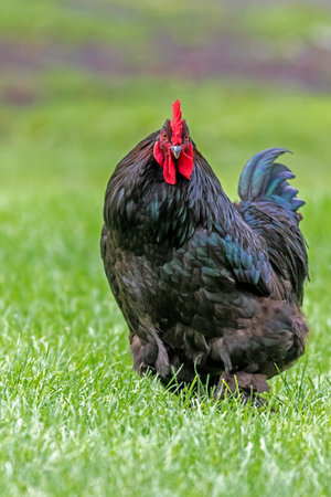 A black Orpington chicken in a green farmlandの写真素材