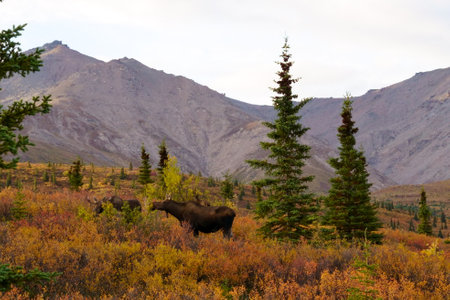A colorful fall field and bull mooses in a mountainous areaの写真素材