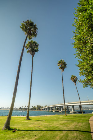 A low angle shot of a group of tall palm trees beside a river against a clear blue skyの写真素材