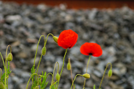 Poppies on a railway embankment of a newly built track. As a pioneer plant, poppies show the first flowers on the construction site.の写真素材