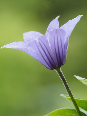 A vertical shot of a beautiful purple beflower outdoorsの写真素材