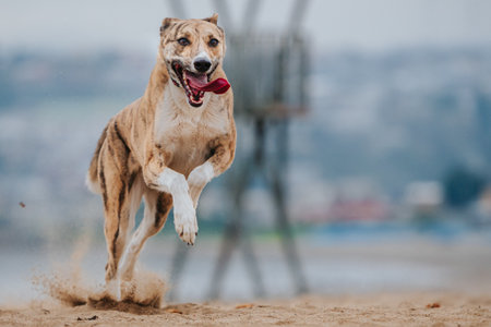 A closeup shot of a Carolina Dog running at the beachの写真素材