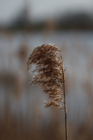 A Closeup shot of a phragmites dry plant with a blurred backgroundの写真素材