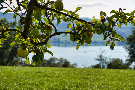A closeup shot of an apple tree with the lake Sempach, Switzerland in the backgroundの写真素材