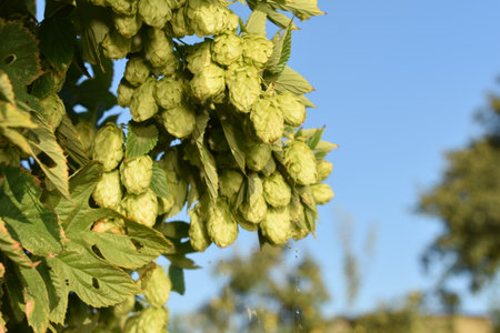 A selective focus shot of a common hop