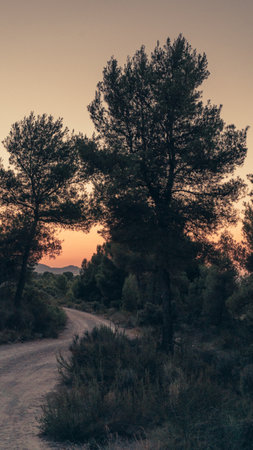A vertical shot of trees path at sunset in the eveningの写真素材