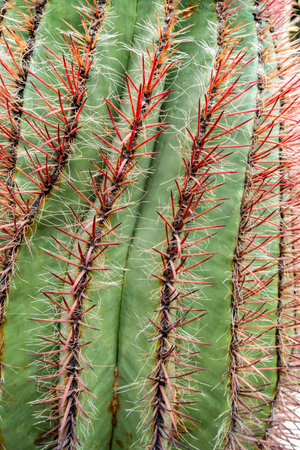Beautiful green sharp cactus texture background