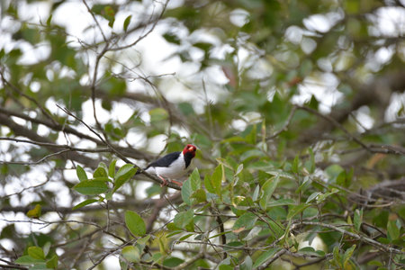A closeup of a Yellow-billed cardinal perched on a tree branch in the daylight