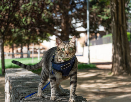 A shot of a European shorthair cat in a blue cat harness walking outdoors with wide-open eyesの写真素材