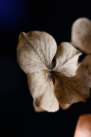 A vertical closeup shot of dried plant leaves on a blurred backgroundの写真素材