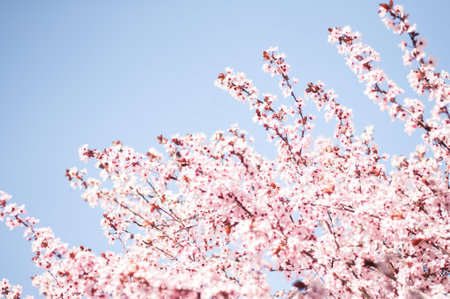 A beautiful view of pink cherry blossoms against blue