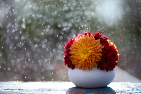 A closeup shot of beautiful chrysanthemum flowers in a white vase during a heavy snowの写真素材