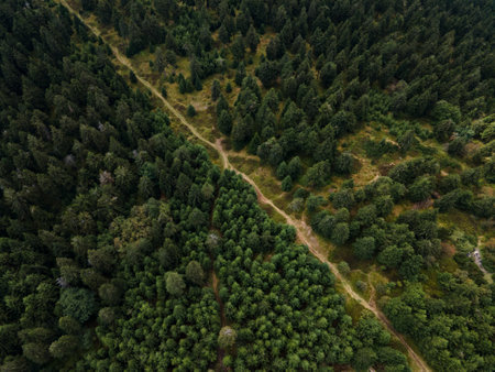 An aerial view of green dense forests