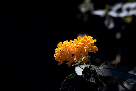 A closeup shot of a beautiful West Indian Lantana