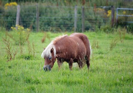 A beautiful small Shetland pony grazing in the fenced field areaの写真素材