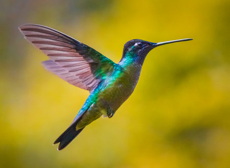 A shallow focus of a flying Colibri outdoorsの写真素材