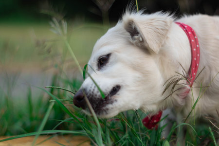 A portrait of an adorable white domestic dog with a red buckle collar eating grass in a field