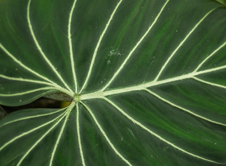 A closeup shot of a green Philodendron verrucosum plant