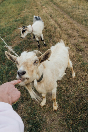 A beautiful white mother goat biting human finger while tied on the rope in the steppe with her kidの写真素材