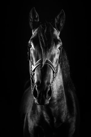 A vertical shot of the portrait of a beautiful horse on the black backgroundの写真素材