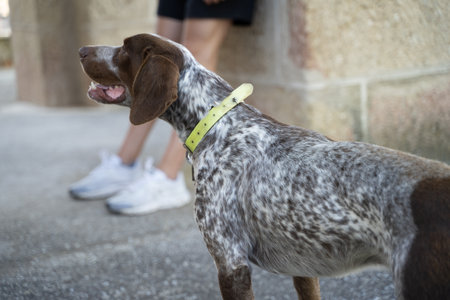 A selective of a German Shorthaired Pointer on the stree